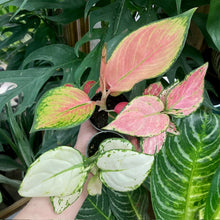 Kép betöltése a galériamegjelenítőbe: Aglaonema trio - Rákvirág - Chinese Evergreen
