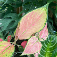 Kép betöltése a galériamegjelenítőbe: Aglaonema trio - Rákvirág - Chinese Evergreen
