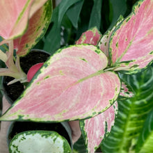 Kép betöltése a galériamegjelenítőbe: Aglaonema trio - Rákvirág - Chinese Evergreen
