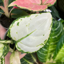 Kép betöltése a galériamegjelenítőbe: Aglaonema trio - Rákvirág - Chinese Evergreen
