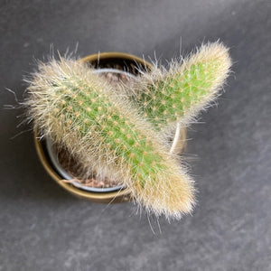 Hildewinteria colademononis - Monkey's Tail Cactus - Tropical Home 