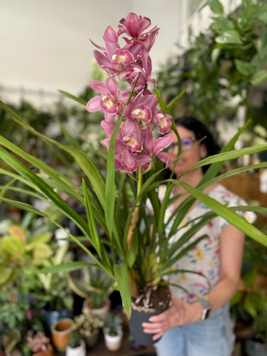 Cymbidium - Csónakorchidea - Rózsaszín - Tropical Home 