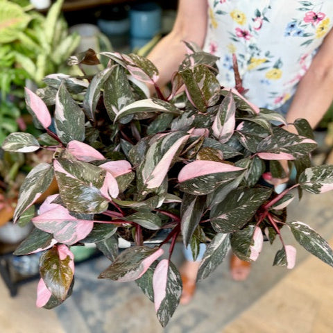 Philodendron 