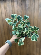 Kép betöltése a galériamegjelenítőbe: Ficus triangularis variegata - Tropical Home 
