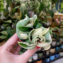 Kép betöltése a galériamegjelenítőbe: Hoya carnosa compacta albomarginata - Hindu rope
