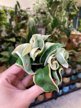 Kép betöltése a galériamegjelenítőbe: Hoya carnosa compacta albomarginata - Hindu rope
