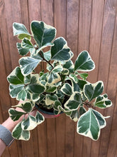 Kép betöltése a galériamegjelenítőbe: Ficus triangularis variegata - Tropical Home 

