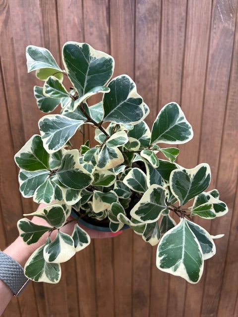 Ficus triangularis variegata - Tropical Home 