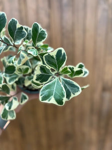 Ficus triangularis variegata - Tropical Home 