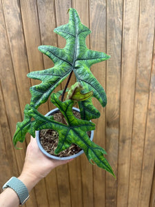 Alocasia "Jacklyn"