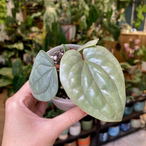 Anthurium luxurians 