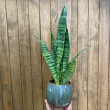 Kép betöltése a galériamegjelenítőbe: Sansevieria trif. Black coral - Anyósnyelv
