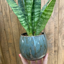 Kép betöltése a galériamegjelenítőbe: Sansevieria trif. Black coral - Anyósnyelv
