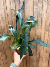 Kép betöltése a galériamegjelenítőbe: Platycerium bifurcatum - Szarvasagancs páfrány - Staghorn fern - Tropical Home 
