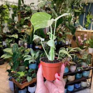 Monstera deliciosa “Thai constellation”  mini