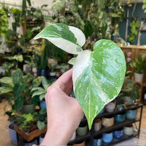 Monstera deliciosa “Thai constellation”  mini