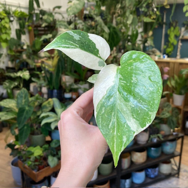 Monstera deliciosa “Thai constellation”  mini