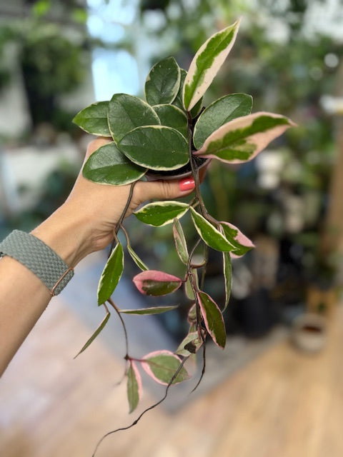 Hoya carnosa 