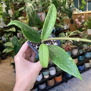 Hoya sp. Loei