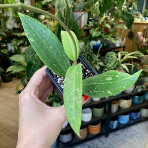 Hoya sp. Loei