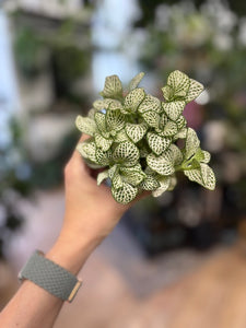 Fittonia - Hálóslevél - Többféle
