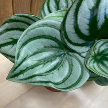 Kép betöltése a galériamegjelenítőbe: Peperomia argyreia - Törpebors - Watermelon peperomia - Tropical Home 
