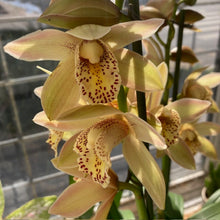 Kép betöltése a galériamegjelenítőbe: Cymbidium &quot;Wilhelmina&quot; - Csónakorchidea - 2 virágszáras
