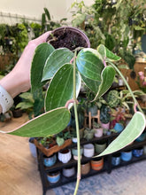 Kép betöltése a galériamegjelenítőbe: Hoya macrophylla/latifolia albomarginata 9cm
