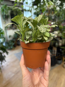 Fittonia - Hálóslevél - Többféle