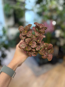 Fittonia - Hálóslevél - Többféle