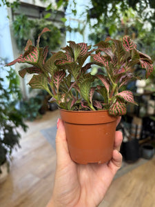 Fittonia - Hálóslevél - Többféle