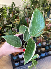 Kép betöltése a galériamegjelenítőbe: Hoya macrophylla/latifolia albomarginata 9cm
