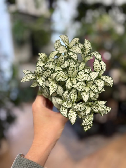 Fittonia - Hálóslevél - Többféle
