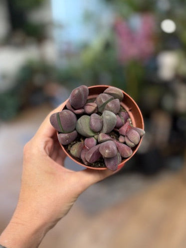 Pleiospilos nellii 