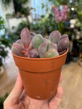 Kép betöltése a galériamegjelenítőbe: Pleiospilos nellii &quot;Rubra&quot; (Lithops) - Kavicskaktusz - Tropical Home 
