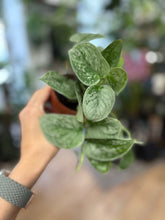 Kép betöltése a galériamegjelenítőbe: Scindapsus pictus "Silvery ann" 9cm - Ezüstös szobafutóka - Silver satin pothos - Tropical Home 
