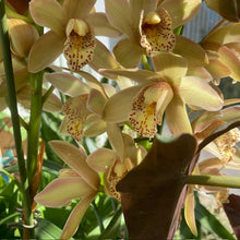 Kép betöltése a galériamegjelenítőbe: Cymbidium &quot;Wilhelmina&quot; - Csónakorchidea - 2 virágszáras
