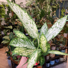 Kép betöltése a galériamegjelenítőbe: Dieffenbachia &quot;Starlight&quot; - Buzogányvirág - Dumb cane
