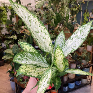 Dieffenbachia "Starlight" - Buzogányvirág - Dumb cane