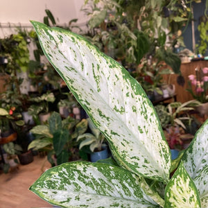 Dieffenbachia "Starlight" - Buzogányvirág - Dumb cane