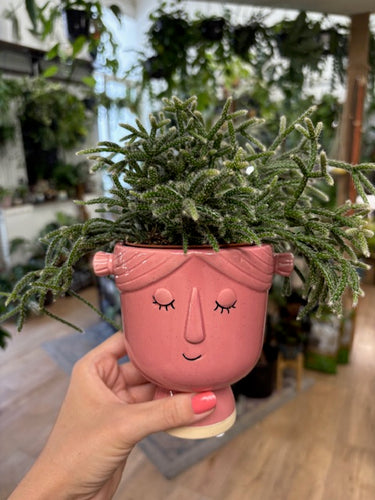 Rhipsalis pilocarpa - Vesszőkaktusz - Tropical Home 
