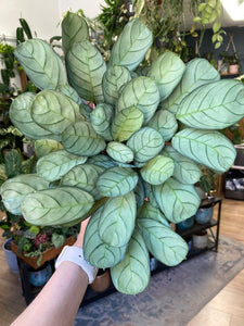 Ctenanthe burle-marxii "Amagris" - Tropical Home 