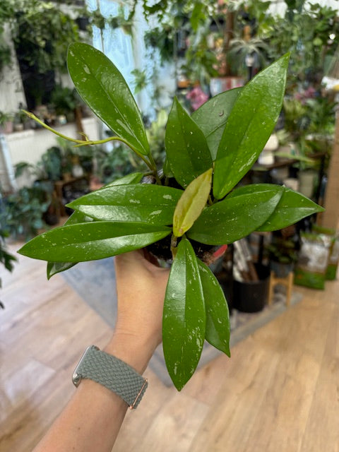Hoya pubicalyx - Viaszvirág - Tropical Home 