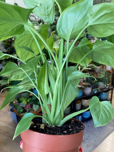 Homalomena "Silver"