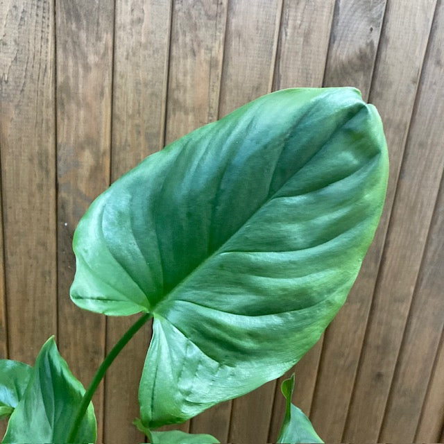 Homalomena 