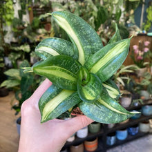 Kép betöltése a galériamegjelenítőbe: Sansevieria trif. &quot;Spiral star&quot; - Anyósnyelv - Snake plant
