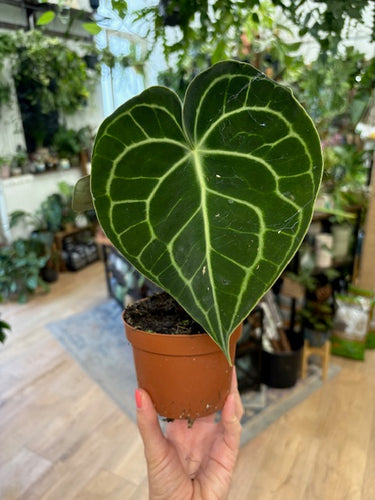 Anthurium clarinervium - Tropical Home 