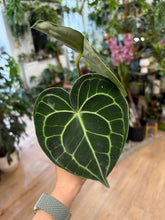 Kép betöltése a galériamegjelenítőbe: Anthurium clarinervium - Tropical Home 
