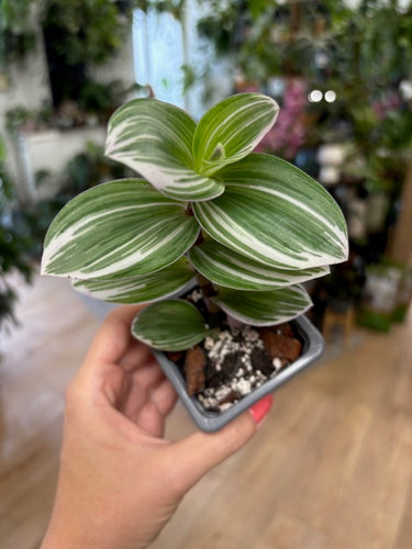 Tradescantia albiflora 