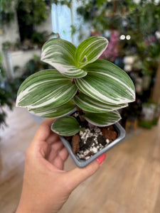 Tradescantia albiflora "Nanouk white" mini - Pletyka "Nanouk" - Inch plant - Tropical Home 